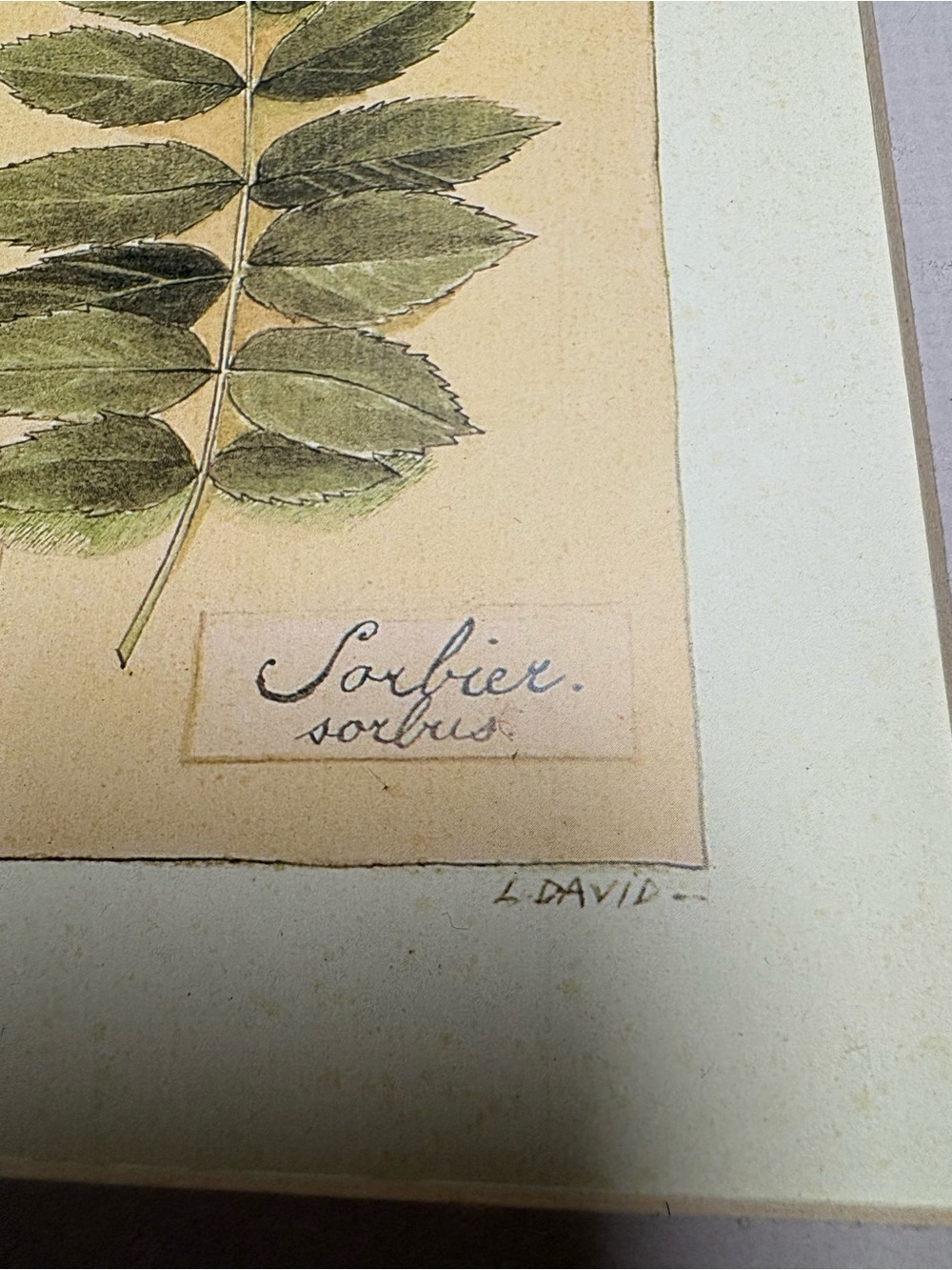 Ready to Frame Leaf Prints by L. David - Picture 7 of 8